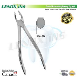 Deep Gripping Forceps # 35A Upper Incisors and Permolars Deep-gripping